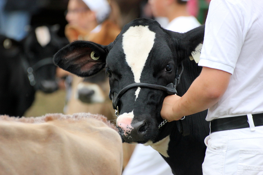 Cow at the county fair
