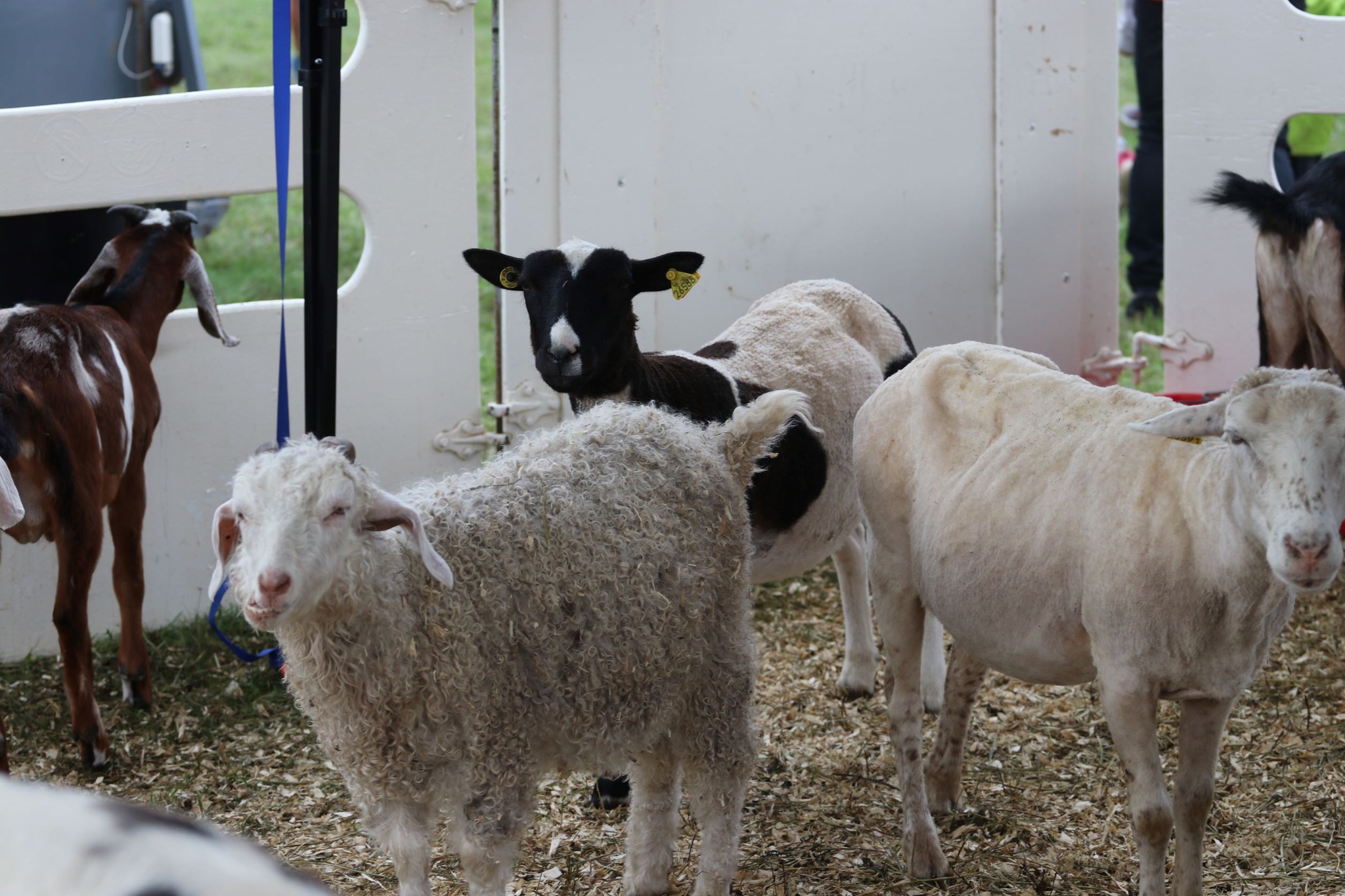 Sheep and goats at Stormont County Fair petting zoo.