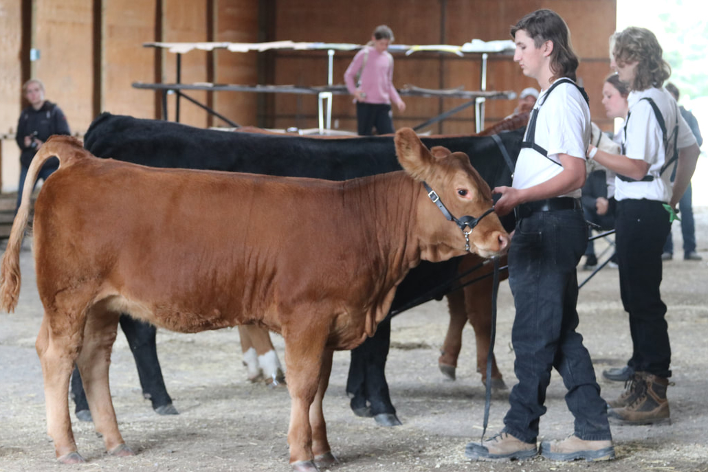 Cattle show