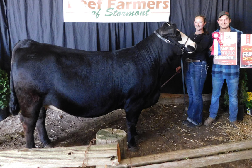 simmental 