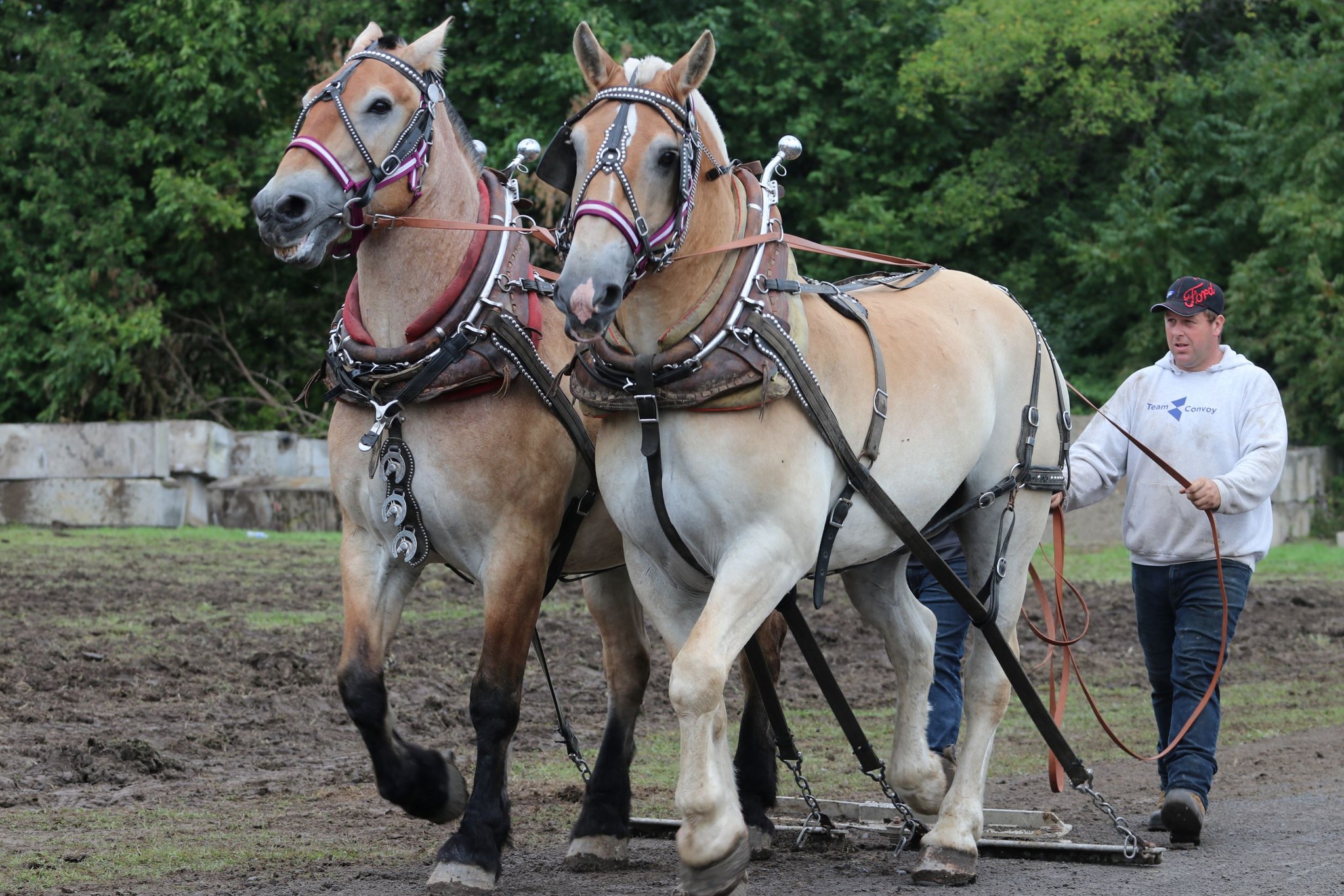 Two Heavy Horses at the Stormont County Fair