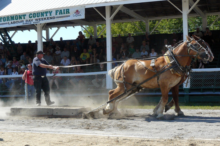 Heavy horse show at Stormont Fair