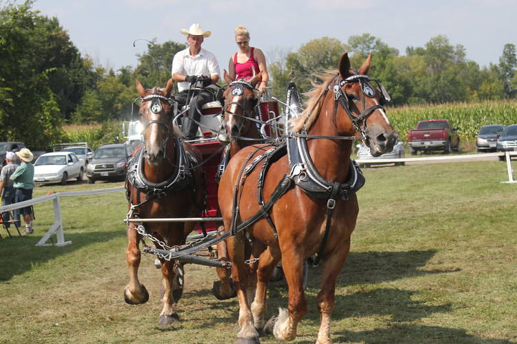 heavy-horse